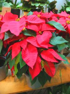 クリスマス時期になれば・・・｜「花庄」　（大分県別府市の花キューピット加盟店 花屋）のブログ