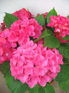 梅雨時期の花｜「花庄」　（大分県別府市の花キューピット加盟店 花屋）のブログ