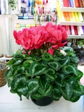 冬の品物・・・｜「花庄」　（大分県別府市の花キューピット加盟店 花屋）のブログ