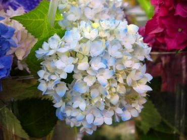 色んな色♪｜「花庄」　（大分県別府市の花キューピット加盟店 花屋）のブログ