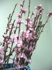 春の花の代表！｜「花庄」　（大分県別府市の花キューピット加盟店 花屋）のブログ