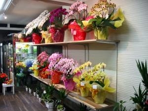 もうすぐ・・・｜「花庄」　（大分県別府市の花キューピット加盟店 花屋）のブログ