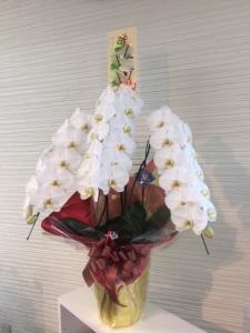 やはりお祝いには・・・｜「花庄」　（大分県別府市の花キューピット加盟店 花屋）のブログ